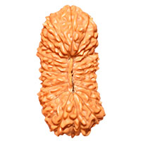 23 Mukhi Rudraksha